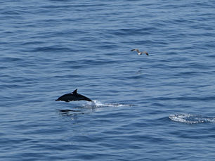 Common dolphin breaking the surface of the Bay of Biscay, illustrating how movement can be noticed through peripheral vision.