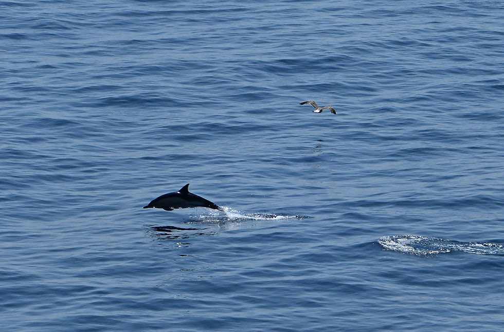 Common dolphin breaking the surface of the Bay of Biscay, illustrating how movement can be noticed through peripheral vision.