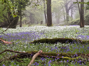 Misty spring woodland filled with bluebells and wild garlic creating soft atmospheric depth through the trees.