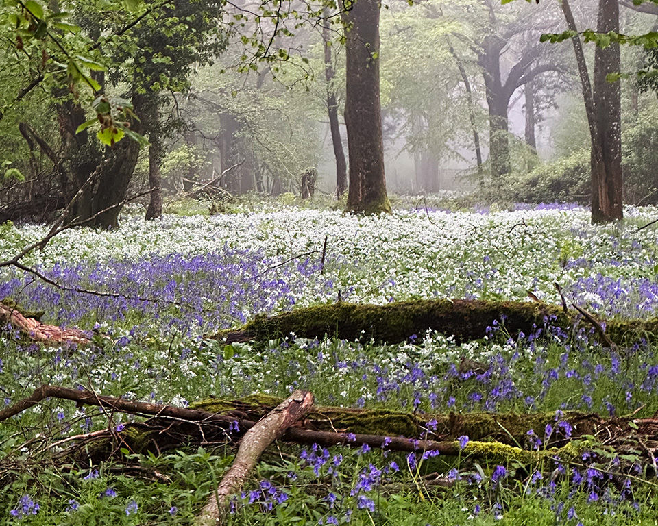 Wide view of a bluebell-covered woodland floor at Garston Wood in spring, with spring leaves on trees