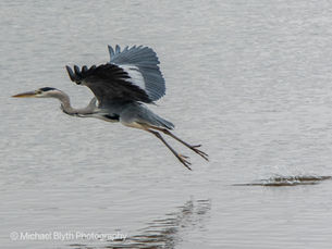 Grey heron (Ardea cinerea) taking flight low over water, wings extended and legs trailing, with ripples splashing behind — UK bird and wildlife photography.