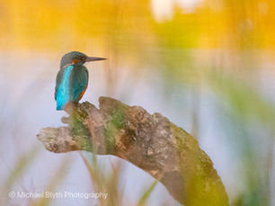 Image Three - Common kingfisher Alcedo atthis, sitting