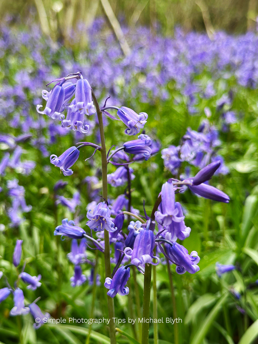 Bluebells in the foreground with a soft carpet of bluebells behind at Garston Wood