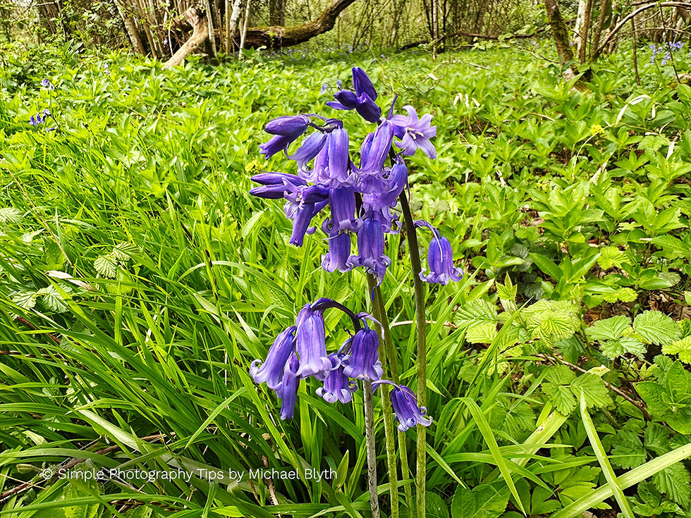 Bluebells standing among spring grass at Garston Wood with a soft woodland background