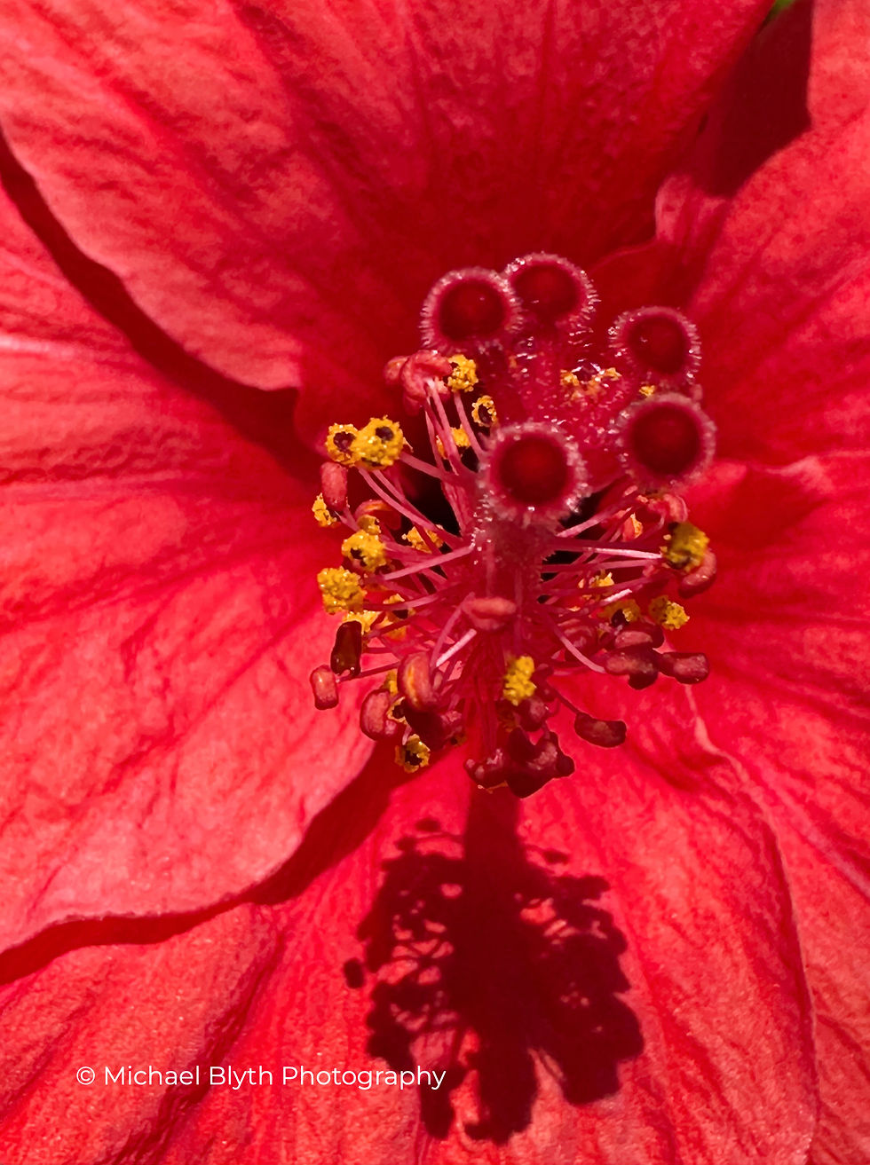 Detailed close-up of a bright red hibiscus flower with rich crimson petals and a vivid stamen, celebrating tropical energy and the power of colour – Michael Blyth Photography.