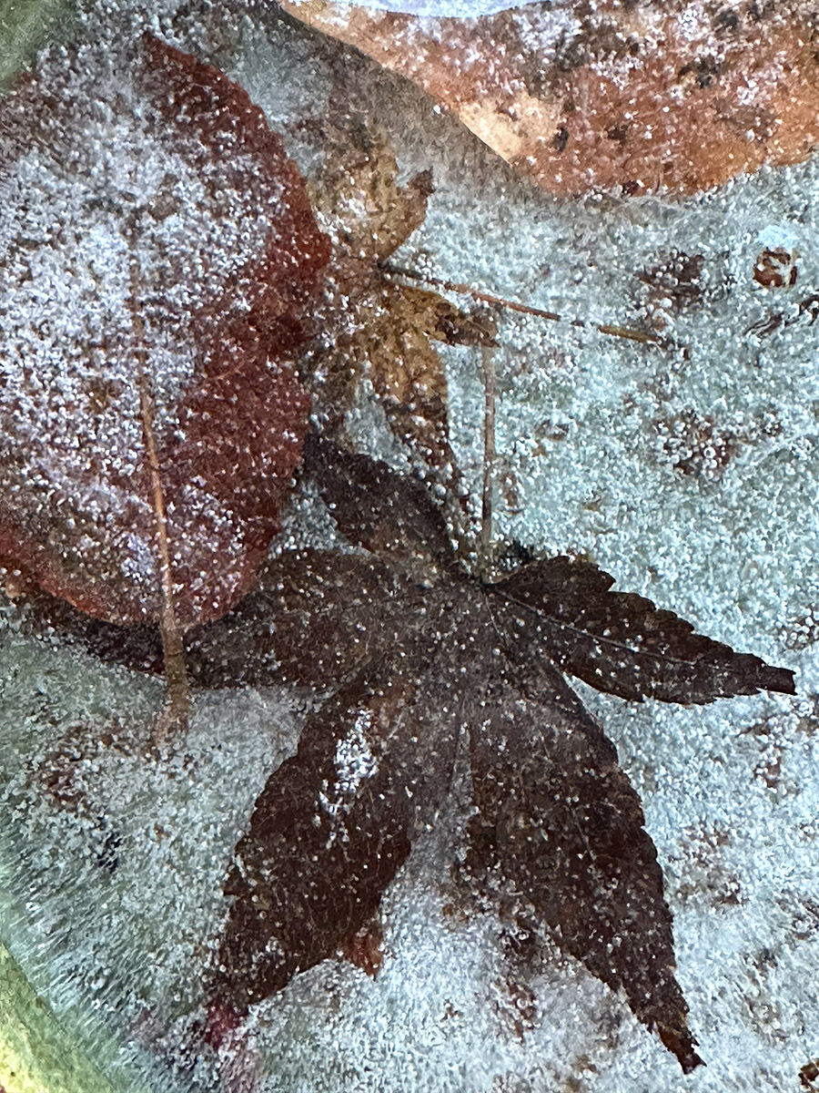 Close-up of an acer leaf frozen under ice, speckled with small bubbles