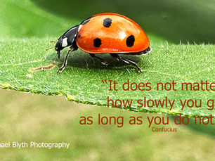 Macro photo of a red ladybird on a leaf with a Confucius quote about perseverance
