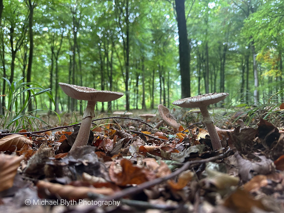 Parasol Mushrooms grow among fallen leaves on a forest floor. Sunlight filters through the green canopy, creating a serene woodland scene.