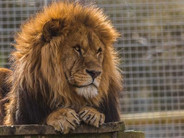 newquay-Zoo.jpeg