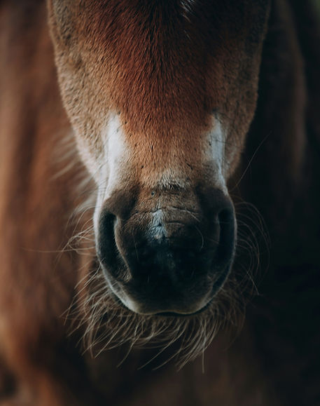 Muzzle of a horse