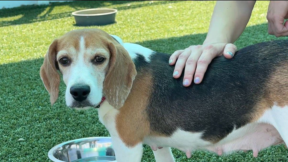 Beagles rescued from Wisconsin research facility find foster homes in Texas