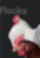 flocks_3x.png