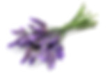 Lavender Aroma at Troy City Cryolounge Oxygen Bar