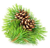 Pine Aroma at Troy City Cryolounge Oxygen Bar