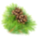 Pine Aroma at Troy City Cryolounge Oxygen Bar