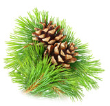 Pine Aroma at Troy City Cryolounge Oxygen Bar