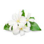 Gardenia Aroma at Troy City Cryolounge Oxygen Bar