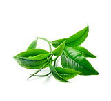 Tea Tree Aroma at Troy City Cryolounge Oxygen Bar