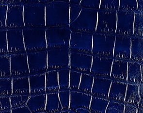 Alligator Navy Blue.png