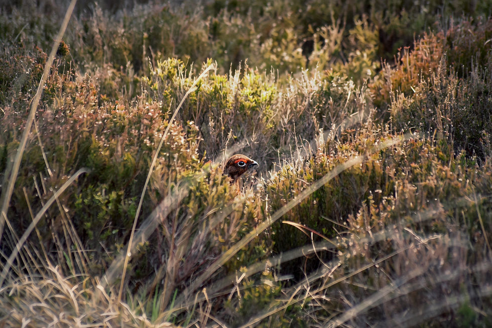 grouse 2.jpg
