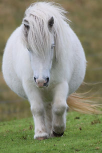 Shetland pony shetland islands .jpeg