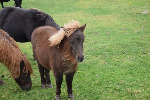 Shetland pony islands .jpeg