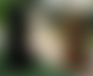 Conheçam tudo sobre a raça Poodle