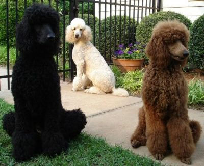 Conheçam tudo sobre a raça Poodle