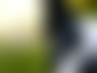 Como limpar os olhos dos cães?