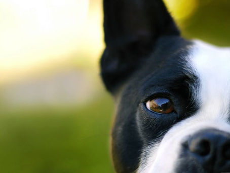 Como limpar os olhos dos cães?