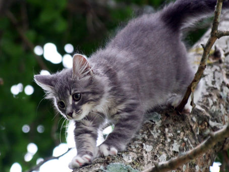 Gatos: descubra o poder mágico do seu animal de acordo com a sua cor.