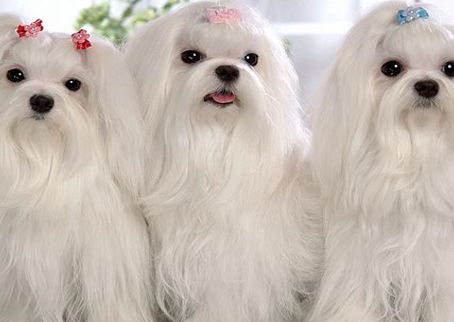 Cães reconhecem a própria raça?