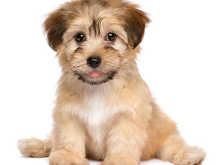 Você deseja dar um presente ao amigo ou ente querido? Não use cães para presentear.