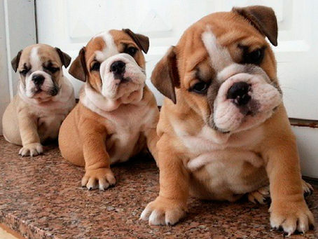 Como calcular a idade real dos cães