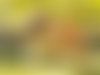 Confira raças de cachorros para donos preguiçosos