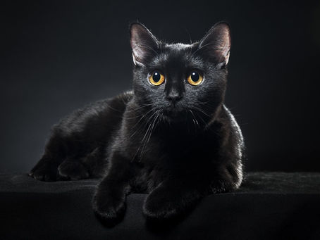 Gato preto: histórias e verdades sobre este felino doméstico