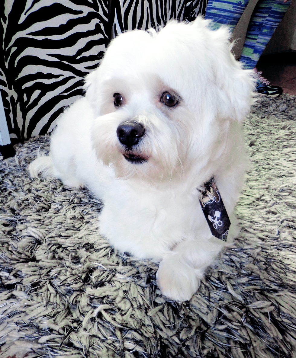 FREDERICO 01