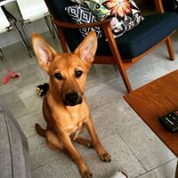 Izzy