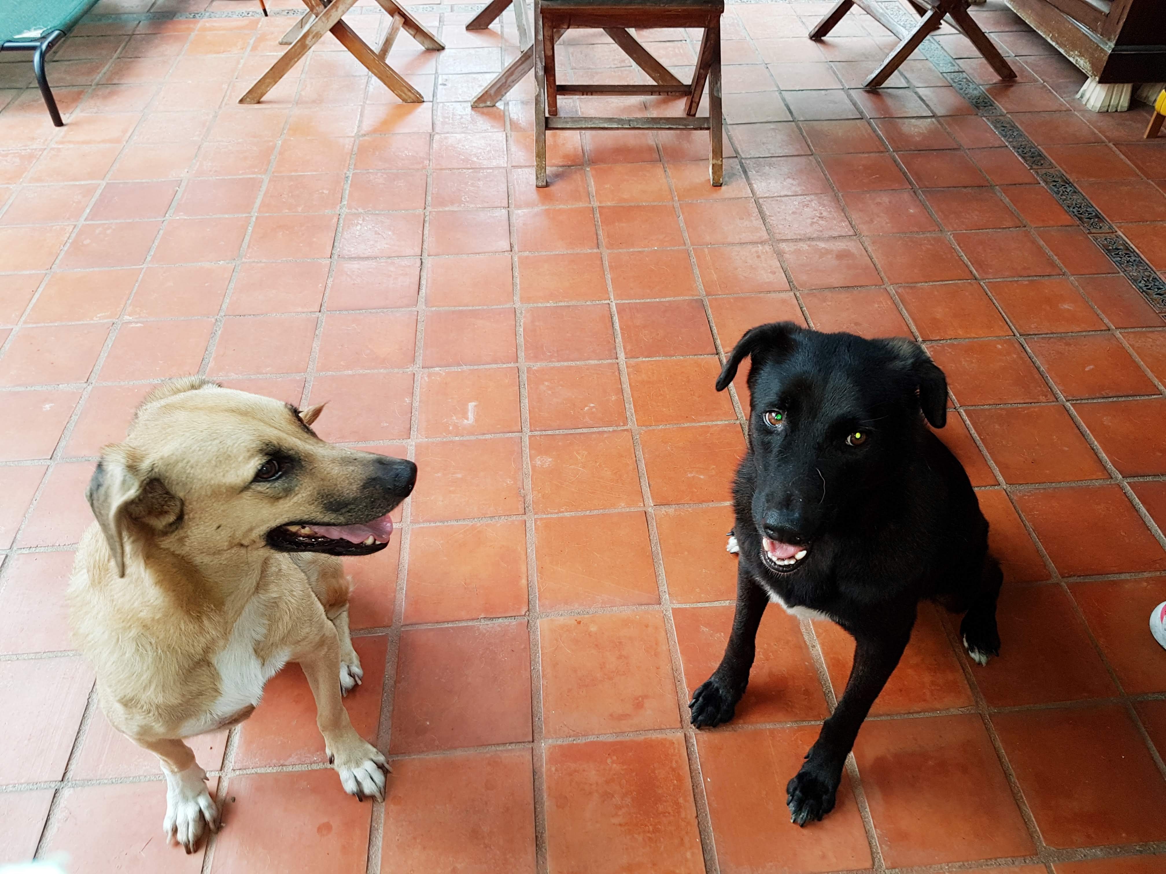 Dewy and Dory