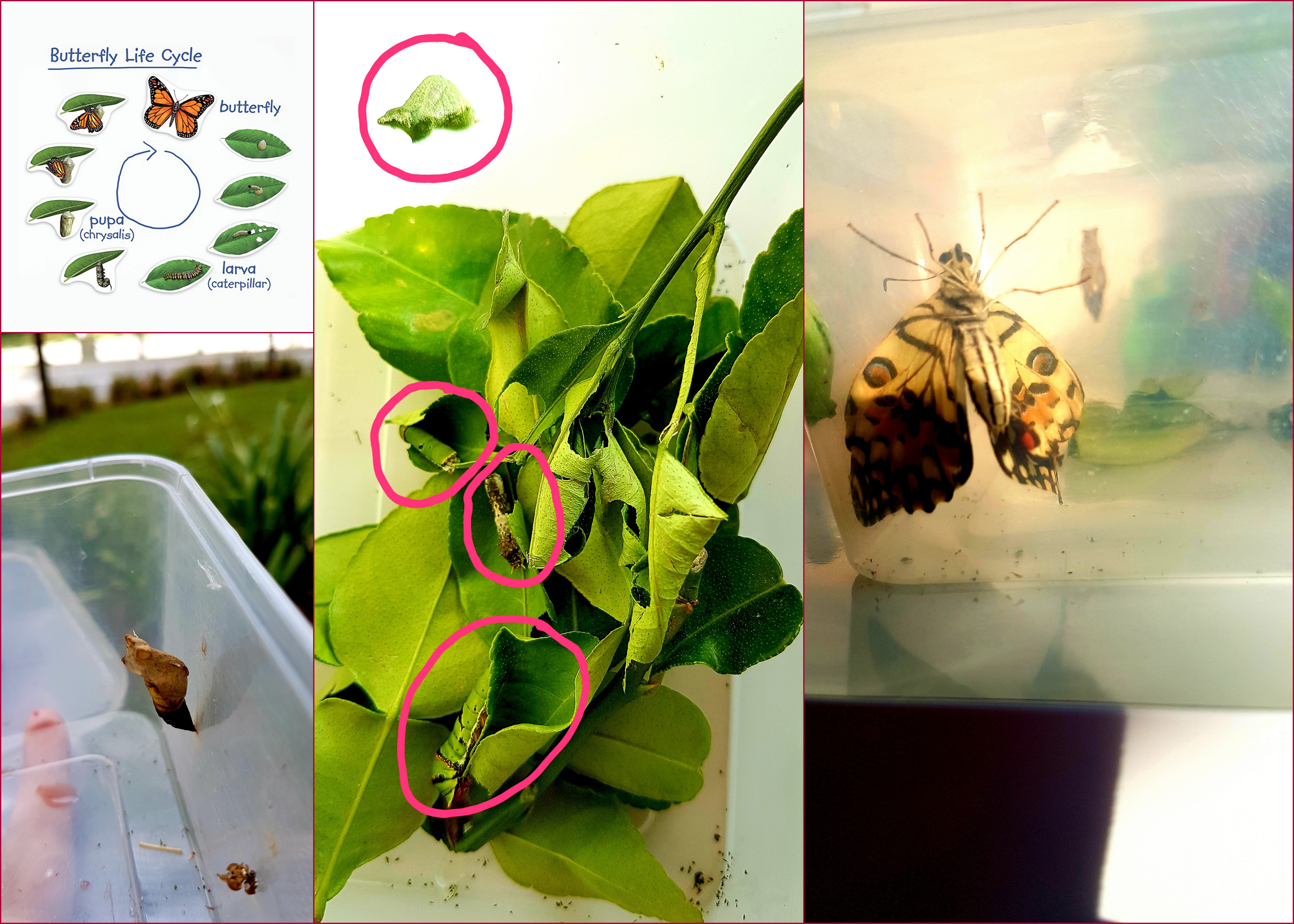 Raising Butterflies from Larvae