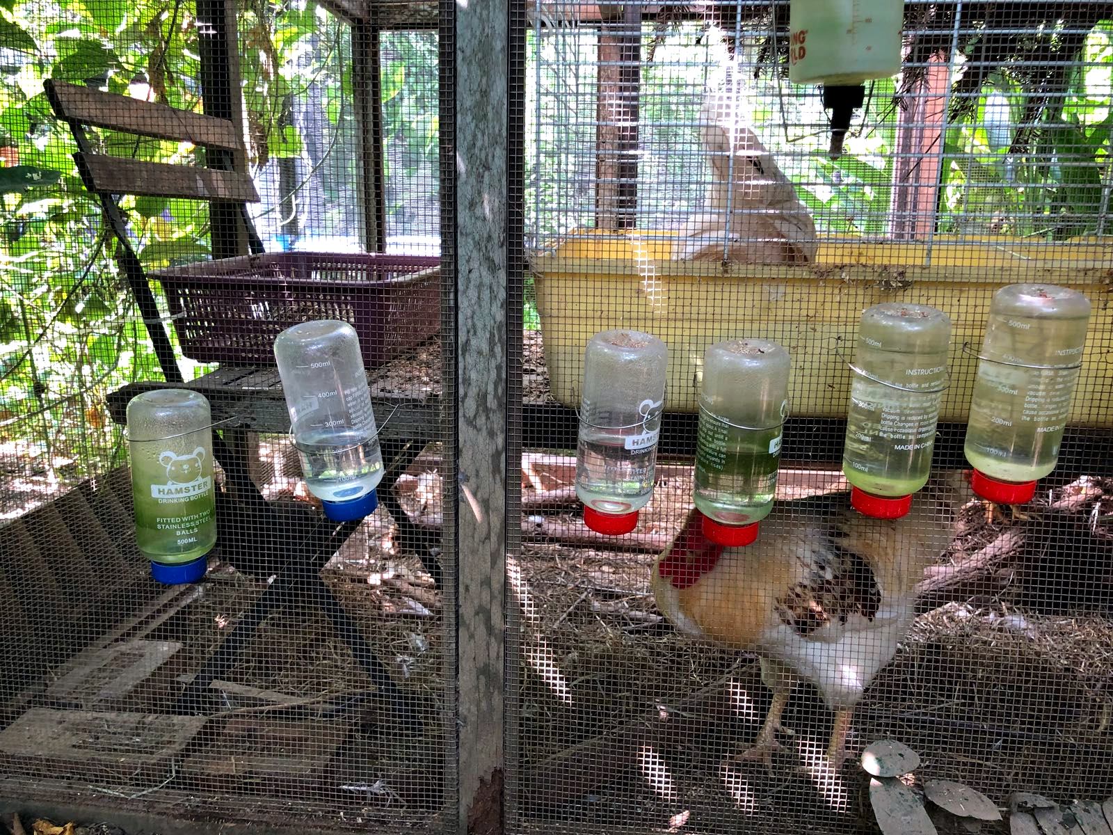 Chicken Coop