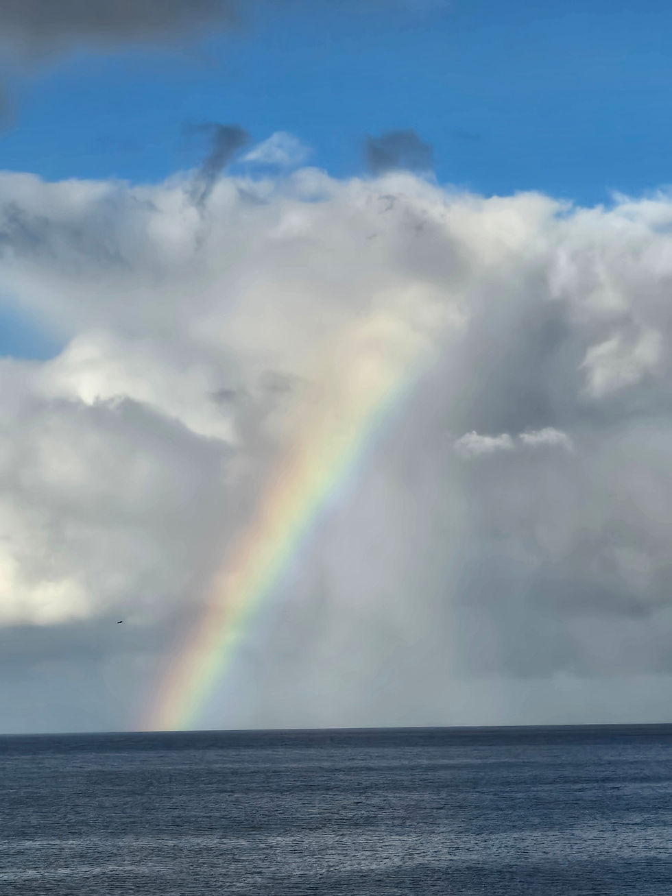 What is the Calmer Collective?