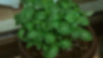 Plant a Pot: Herbs, Flowers, and Food