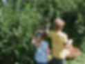 Kids Picking Berries