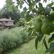 Pear Tree