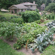 Vegetable Garden