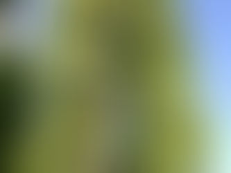 Pfeffer: schwarz, bunt, vielfältig