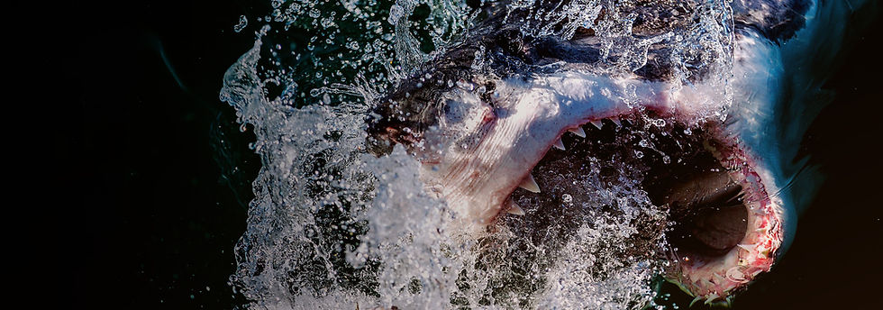 Great White Shark