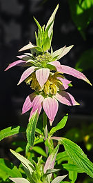 Full or partial sun
Summer blooming
Mature height = 2’
Space 8” to 12” apart
Native to Sauk County/Wisconsin
Attracts pollinators
Image source: Muséum de Toulouse, CC BY-SA 4.0 <https://creativecommons.org/licenses/by-sa/4.0>, via Wikimedia Commons