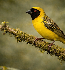 Southern masked weaver